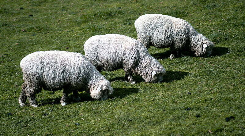 Sheep eating grass representing content scraping - 1st gen bot mitigation