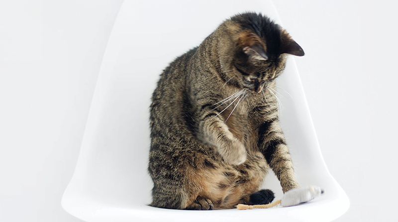A cat playing with a mouse representing API attacker behavior
